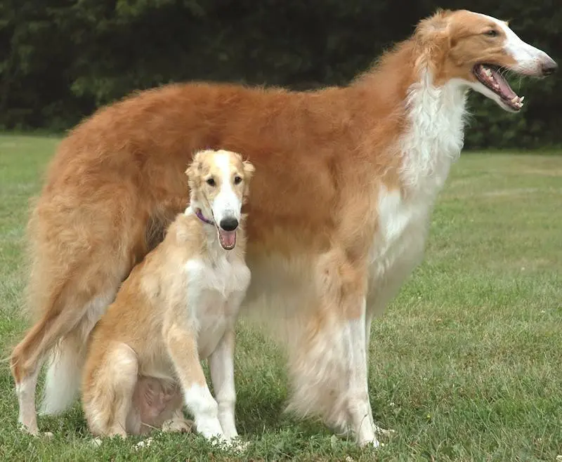 Hình ảnh chó Borzoi 4