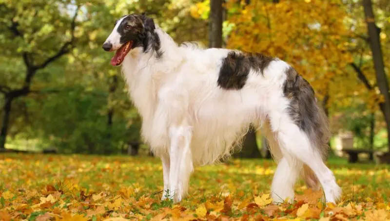 Hình ảnh chó Borzoi 3