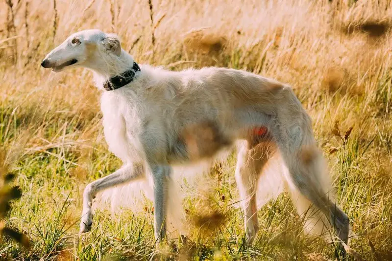 Hình ảnh chó Borzoi 2