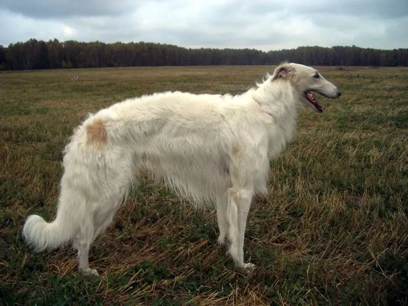 Hình ảnh chó Borzoi 1