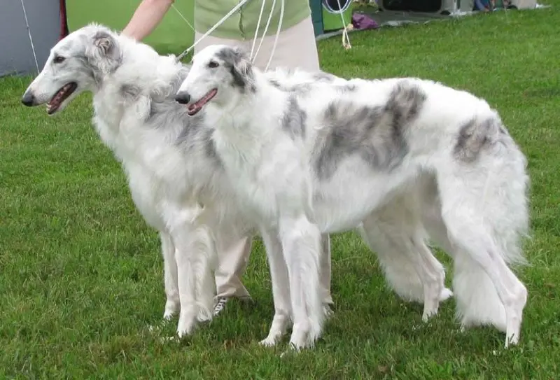 Giá bán chó Borzoi