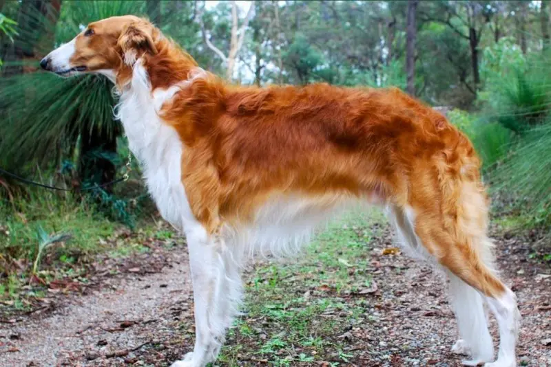 Tuổi thọ và sức khỏe của chó Borzoi