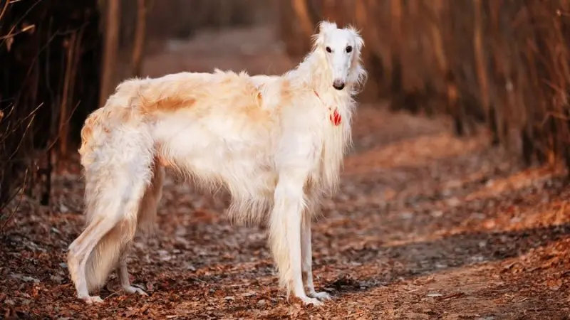 Cách chăm sóc chó Borzoi 3