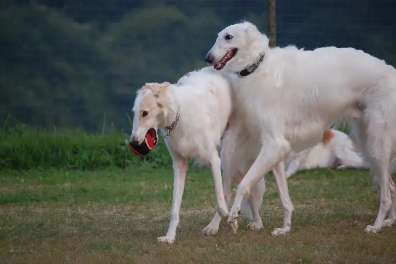 Cách chăm sóc chó Borzoi 1