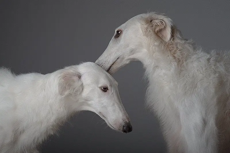 Đặc điểm tính cách của chó Borzoi