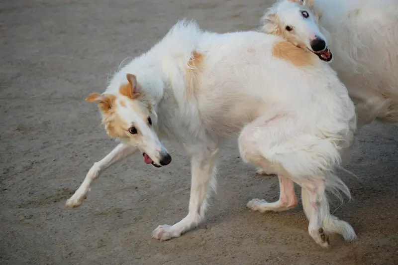 Đặc điểm ngoại hình chó Borzoi