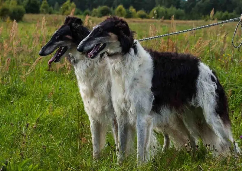 Chó Borzoi có nguồn gốc từ đâu?