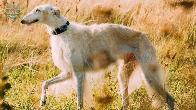 Hình ảnh chó Borzoi 27