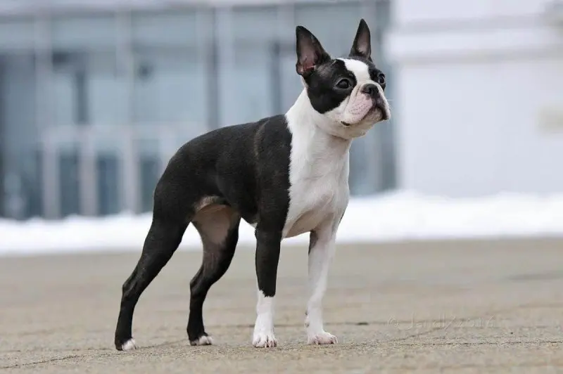 Hình ảnh chó Boston Terrier 20