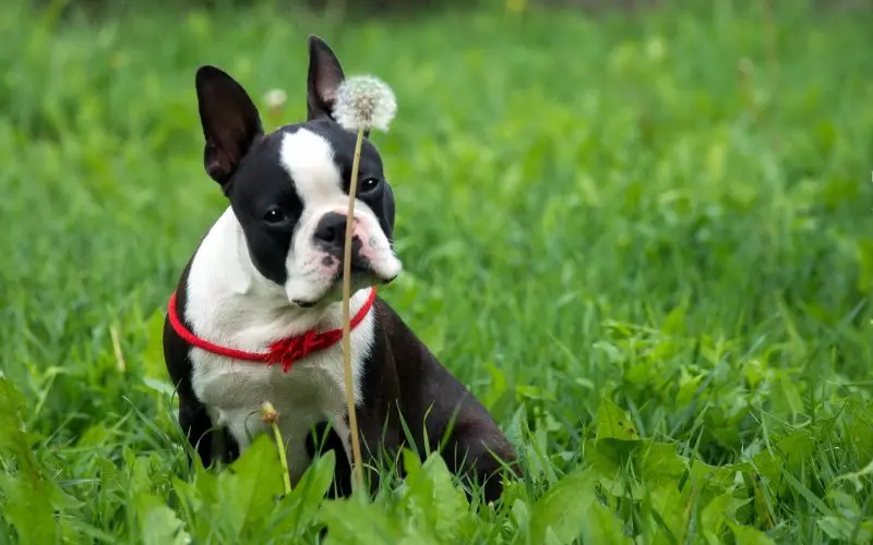 Hình ảnh chó Boston Terrier 17