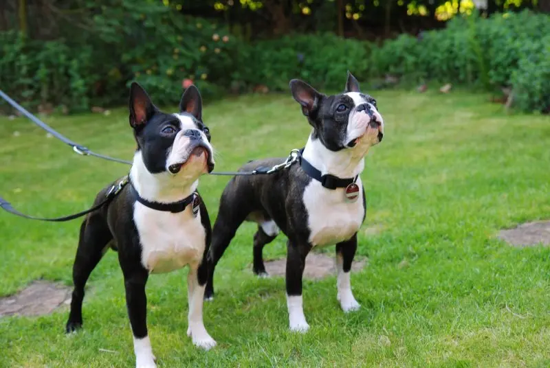 Vấn đề sinh sản của chó Boston Terrier