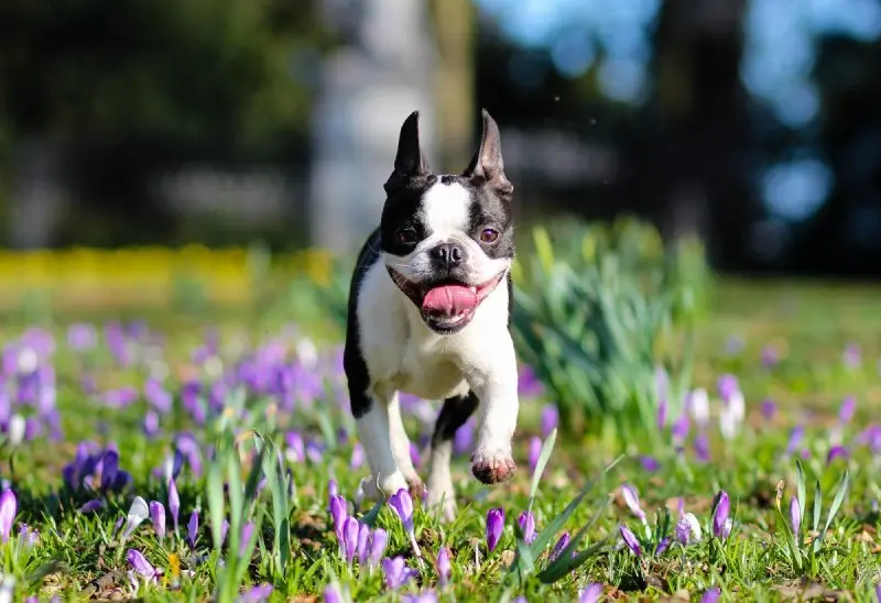 Hình ảnh chó Boston Terrier 13