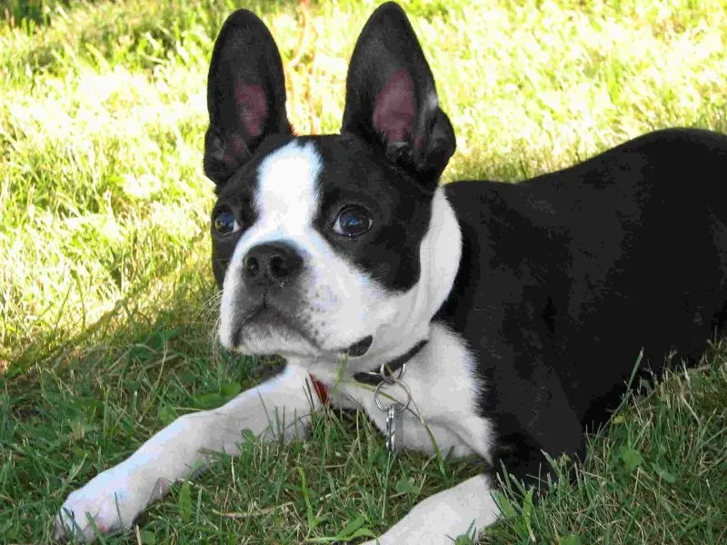 Hình ảnh chó Boston Terrier 10