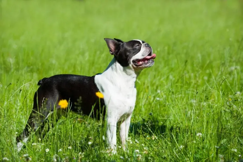 Hình ảnh chó Boston Terrier 9