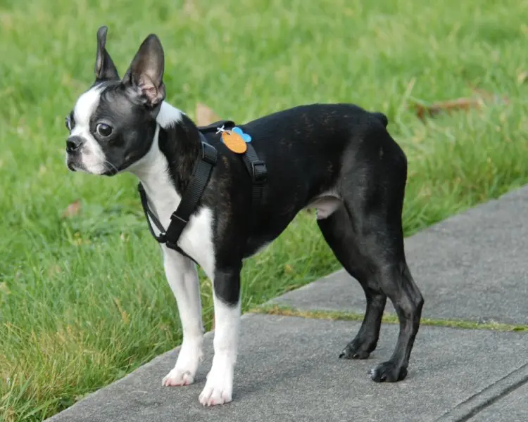 Hình ảnh chó Boston Terrier 7