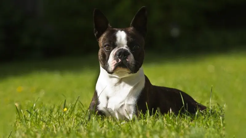 Hình ảnh chó Boston Terrier 6