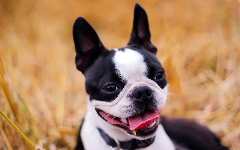 Hình ảnh chó Boston Terrier 5