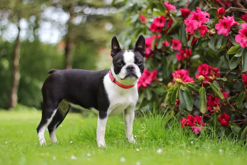 Hình ảnh chó Boston Terrier 4