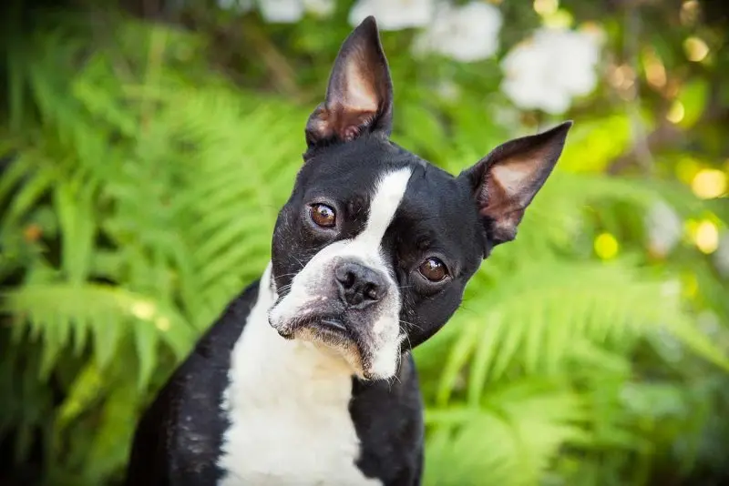 Hình ảnh chó Boston Terrier 3