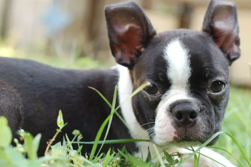 Hình ảnh chó Boston Terrier 2