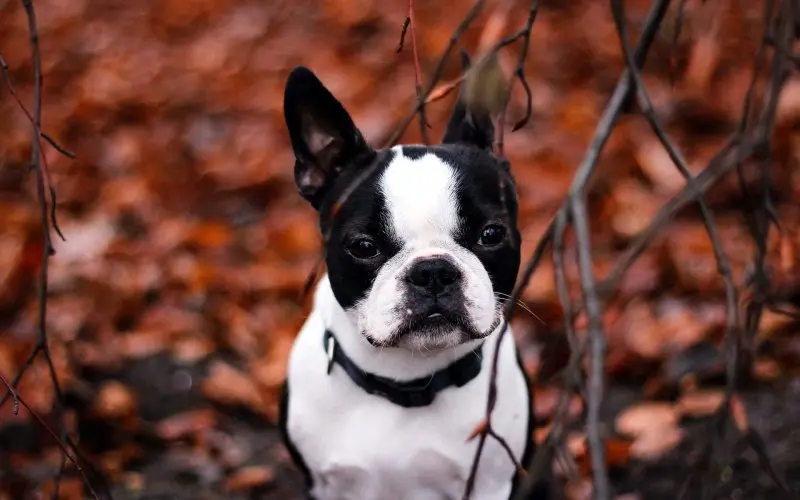 Hình ảnh chó Boston Terrier 1