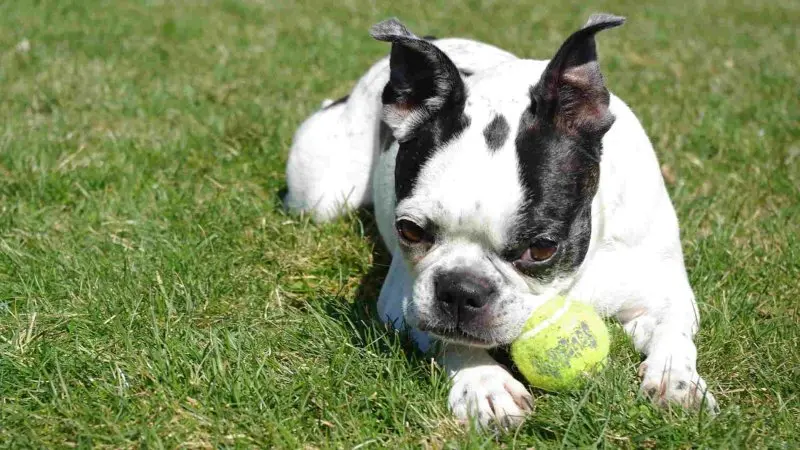 Giá bán chó Boston Terrier