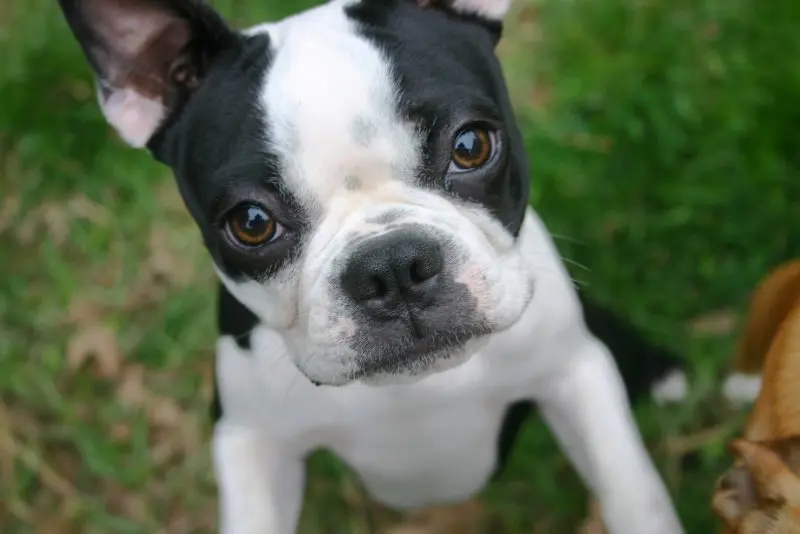 Các vấn đề sức khỏe của chó Boston Terrier