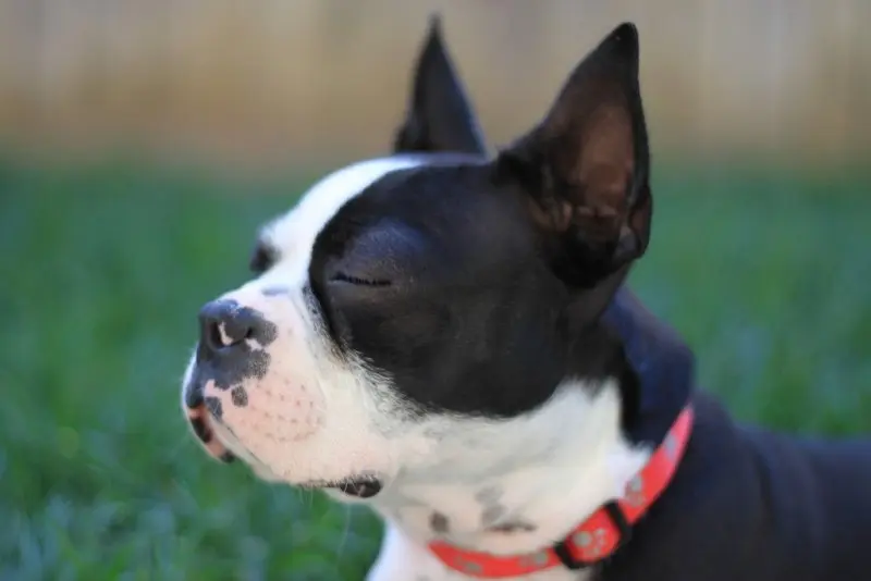 Cách chăm sóc chó Boston Terrier 3