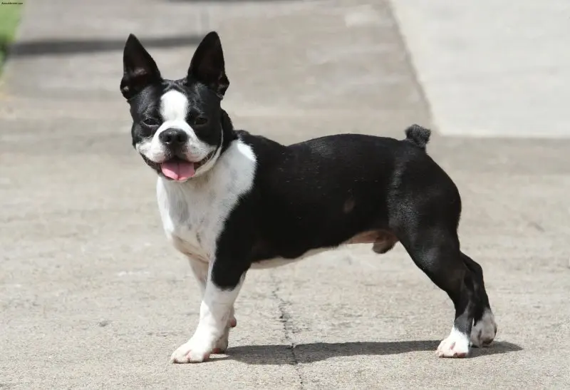 Cách chăm sóc chó Boston Terrier 2