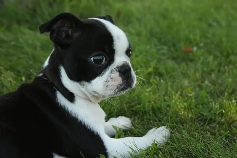 Cách chăm sóc chó Boston Terrier 1