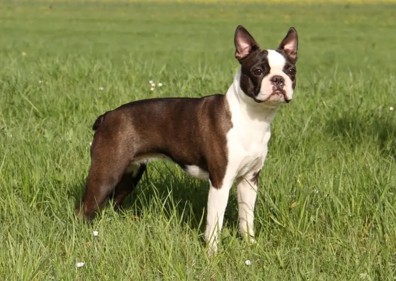 Đặc điểm chó Boston Terrier 3