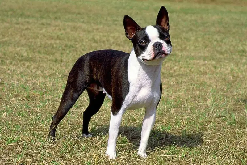 Đặc điểm chó Boston Terrier 2