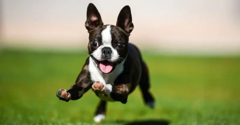 Đặc điểm chó Boston Terrier 1