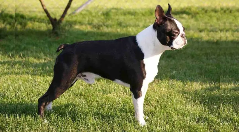 Chó Boston Terrier có nguồn gốc từ đâu?