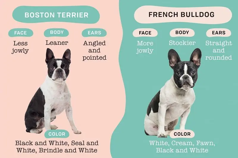 Phân biệt chó Boston Terrier và chó Bull Pháp