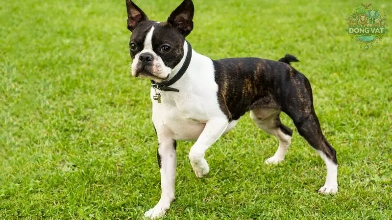 Chó Boston Terrier có dễ nuôi không? Giải đáp thắc mắc của bạn