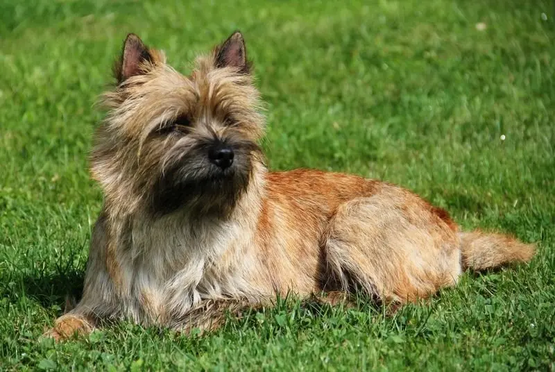 Hình ảnh chó Cairn Terrier 18