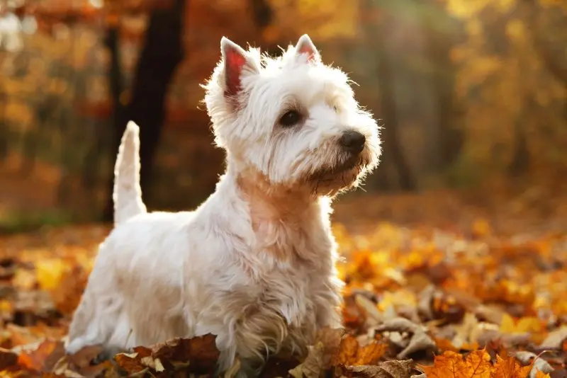 Hình ảnh chó Cairn Terrier 16