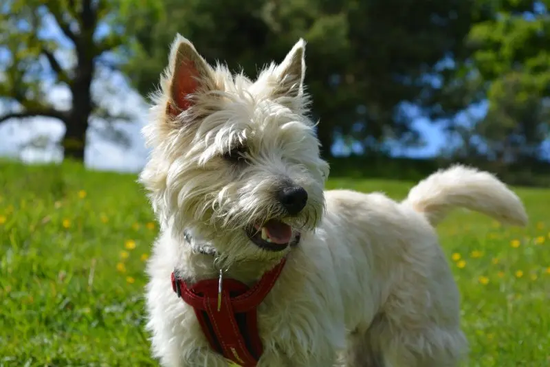 Hình ảnh chó Cairn Terrier 15