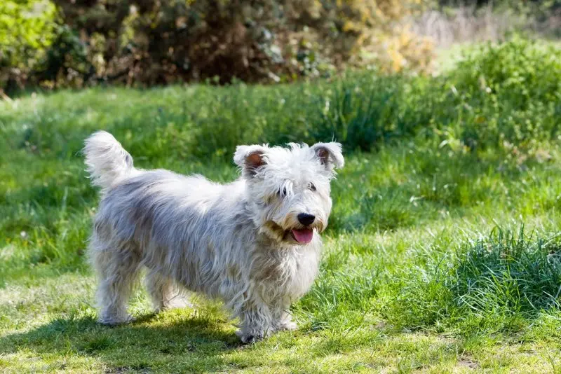 Hình ảnh chó Cairn Terrier 14