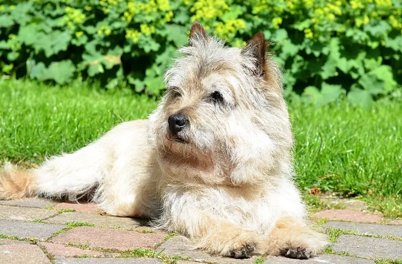 Hình ảnh chó Cairn Terrier 12