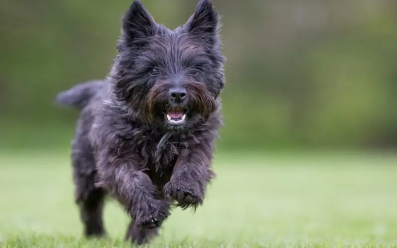 Hình ảnh chó Cairn Terrier 11