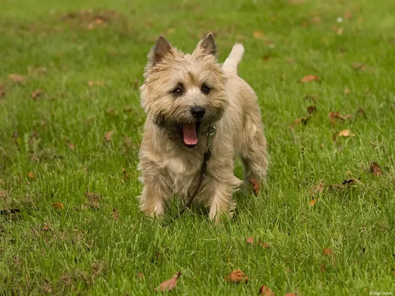 Hình ảnh chó Cairn Terrier 10