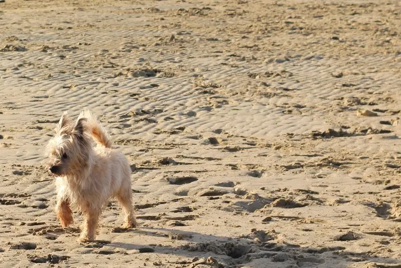 Hình ảnh chó Cairn Terrier 9