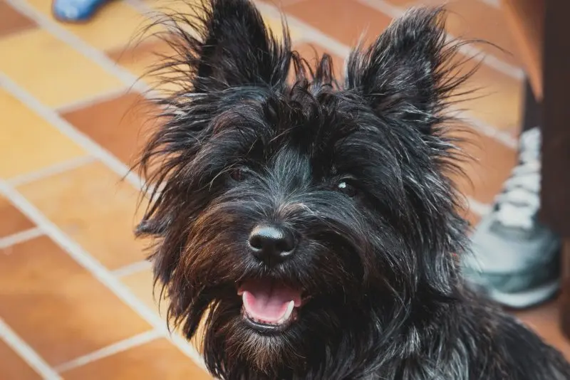 Hình ảnh chó Cairn Terrier 8