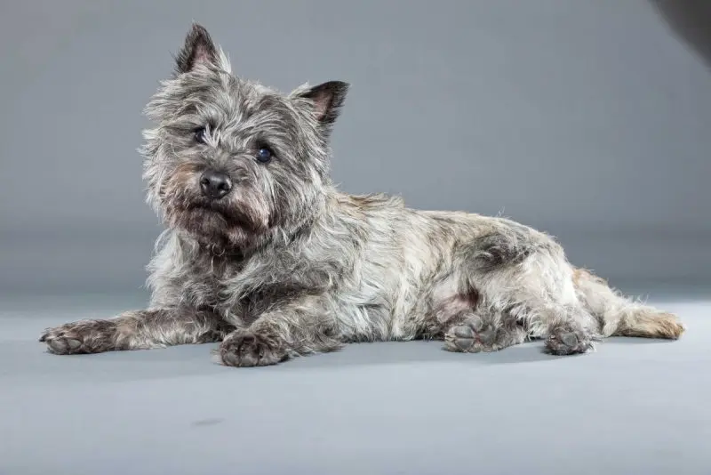 Hình ảnh chó Cairn Terrier 6