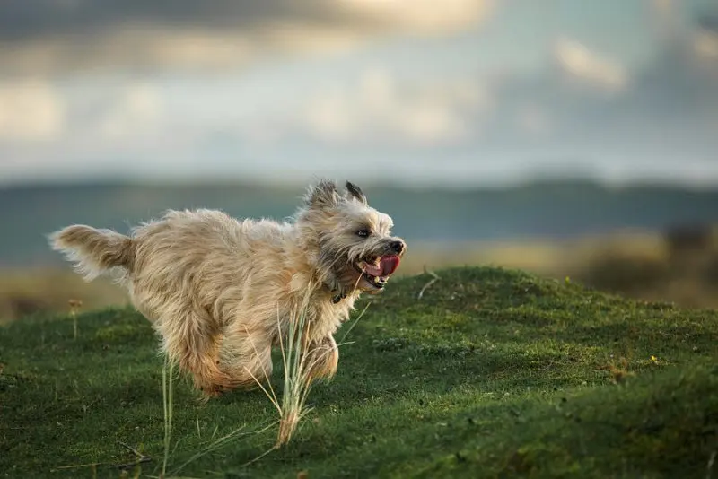 Hình ảnh chó Cairn Terrier 5