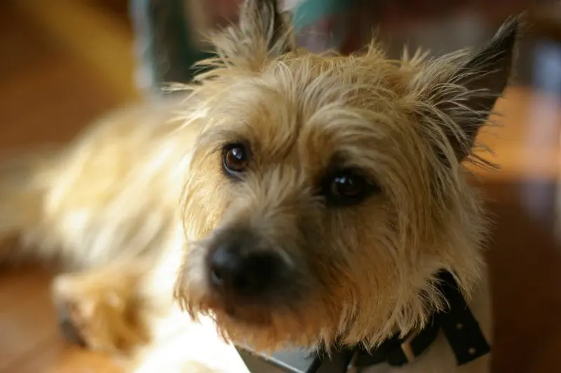 Hình ảnh chó Cairn Terrier 4