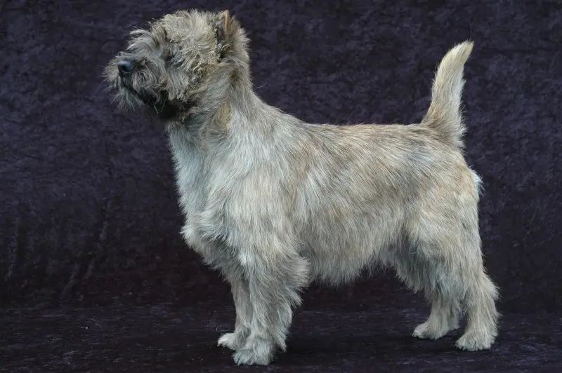 Hình ảnh chó Cairn Terrier 3