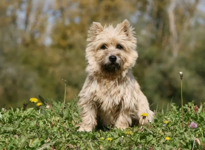 Hình ảnh chó Cairn Terrier 2